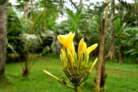 Closeup of a beautiful tropical flower in Bali, Indonesiaの写真素材