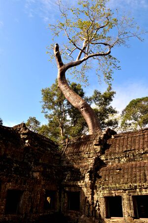 View of the beautiful famous temple of Ta Prhom, Angkor, Cambodiaの写真素材
