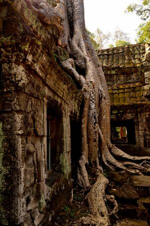 View of the beautiful famous temple of Ta Prhom, Angkor, Cambodiaの写真素材