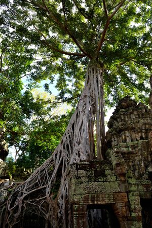 View of the beautiful famous temple of Ta Prhom, Angkor, Cambodiaの写真素材
