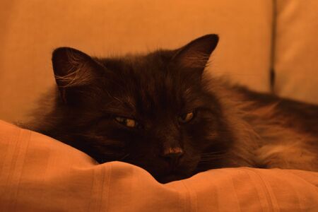 A closeup of a beautiful cat resting on a sofaの写真素材