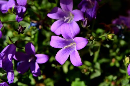 Closeup of the beautiful purple dalmatian bellflower flowersの写真素材