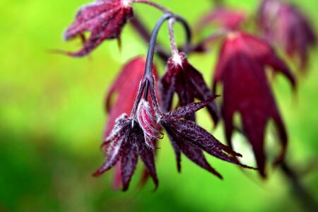 Closeup of the red leaves of a freshly sprouted Japanese acer palmatumの写真素材