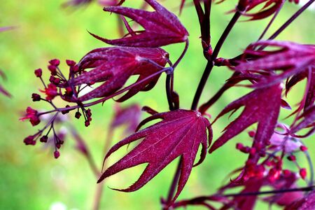 Closeup of the red leaves of a freshly sprouted Japanese acer palmatumの写真素材