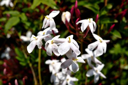 A closeup of beautiful freshly blooming jasmine flowersの写真素材