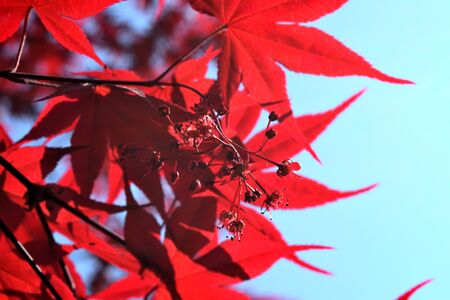 Closeup of the red leaves of a Japanese acer palmatum