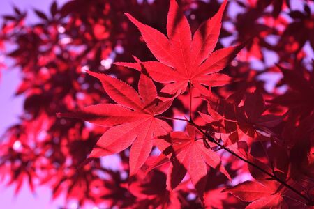 Closeup of the red leaves of a freshly sprouted Japanese acer palmatum, illuminated by the spring sunの写真素材