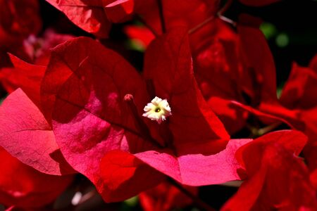 A closeup of freshly blossomed bougainvillea flowers, illuminated by the spring sunの写真素材