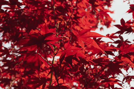 A Close up of Japanese palmate maple with its distinctive red leaves during the spring season.の写真素材