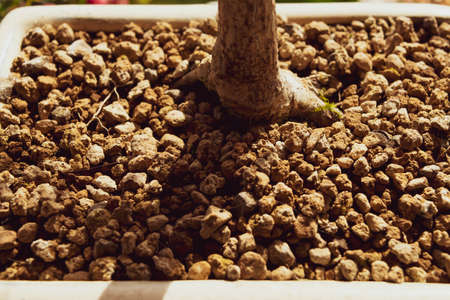 A Close up of acer palmatum bonsai with its characteristic barkの写真素材