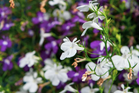 A close up of a multicolored edging lobelia plant, with its distinctive petals.の写真素材
