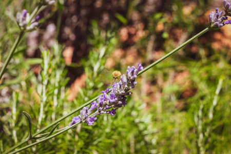 Closeup of a bee preparing to suck nectar from a beautiful lavender flower, during the summer...