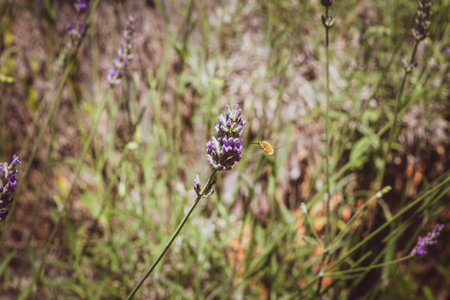 Closeup of a bee preparing to suck nectar from a beautiful lavender flower, during the summer season.の写真素材