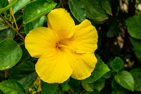 Closeup of a beautiful hibiscus plant with its characteristic flowers. Note the incredible yellow...