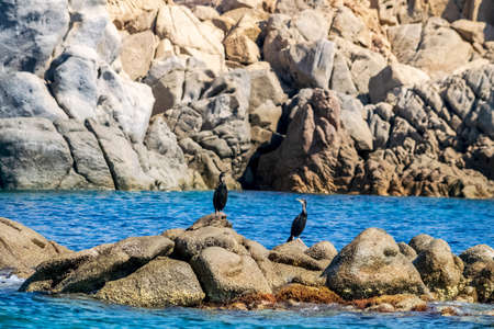 Southern Sardinia, a pair of cormorants lying on the granite rocks.の写真素材