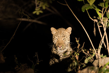 A close-up of a leopard resting in the bush during the nightの写真素材