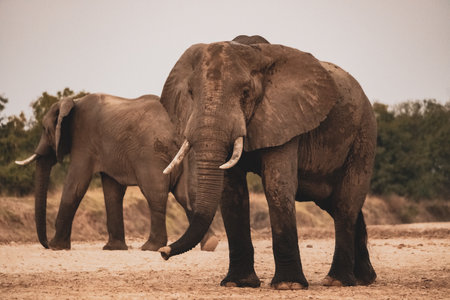 An amazing close up of huge elephants moving on the sandy banks of an African riverの写真素材