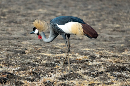 A close-up of a wonderful gray crowned crane on the sandy bank of african riverの写真素材