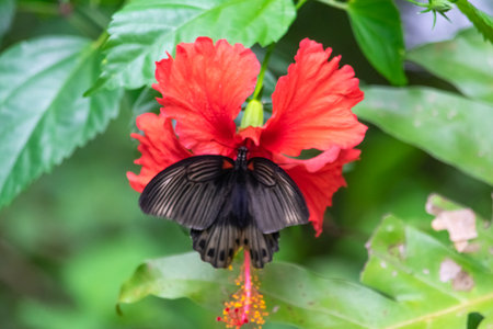 Amazing closeup of a wild great mormon shallowtail, a rare butterfly speciesの写真素材