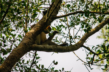 Amazing closeup of a wild proboscis monkey in the jungle