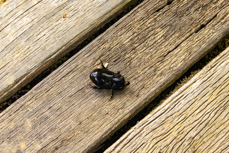 Amazing closeup of a Dynastinae or rhinoceros beetles on the ground