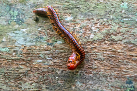 Amazing closeup of a red millipede on the ground