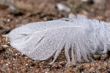 Close up of a white feather on the beach sand with water dropletsの写真素材
