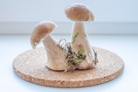 Charming, light brown, tasty boletus surrounded by green moss fresh from the forest on a cork tray. light background. copyspace. high quality photoの写真素材