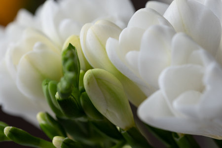 ~Top view to white freesia flowerの写真素材