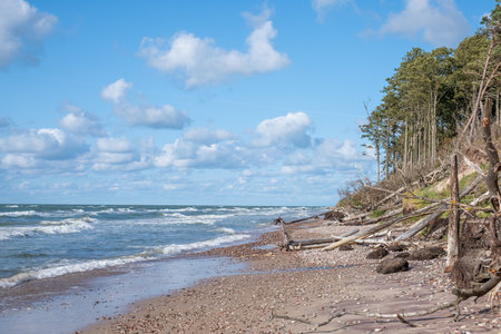 A view of the seashore after a storm. Fallen pine trees, rocks, sea, blue sky and green pine trees in the background . high quality photoの写真素材