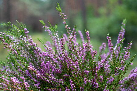 The purple heather blooms. Autumn is here. The forest and blue sky blurred in the background. high quality photoの写真素材
