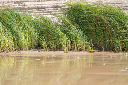 The long green grass in wet sand on a sunny day with dunes in the background. copyspace. high...