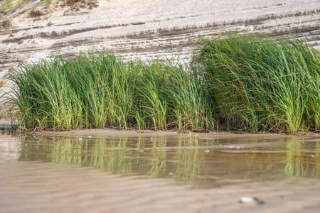 The long green grass in wet sand on a sunny day with dunes in the background. copyspace. high quality photoの写真素材