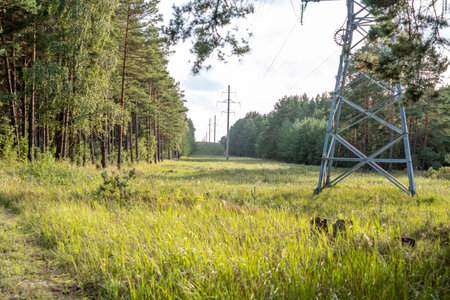 Electricity supply green path through the forest. Forest and blue clear sky in the background. copyspace. high quality photoの写真素材