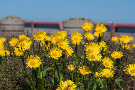 Sunny yellow daisies with dark green leaves. In the background, large round vases, a concrete fence with pink pipes and a clear blue sky. Copy space. Background for quotes. High quality photoの写真素材