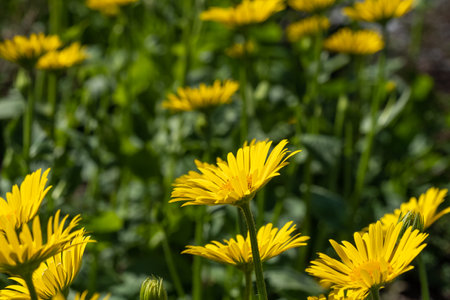 Bright yellow daisies with dark green leaves in the flowerbed. Flower background in sunny summer day. Copy space. Background for affirmations and quotes. High quality photoの写真素材