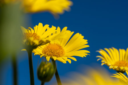 Sunny yellow daisies with dark green leaves. A blurred yellow flower in the foreground. Clear, blue sky in the background. Copyspace. Background for quotes. High quality photoの写真素材