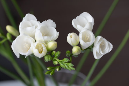 Top view of graceful beautiful snow-white freesia flowers and green flower buds. A dark surface in the background. Copy space. Background for quotesの写真素材