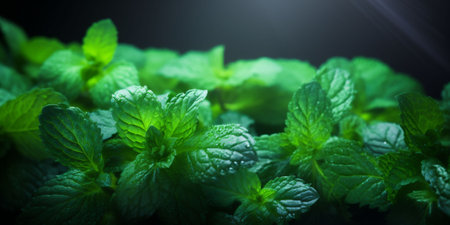 Mint Leaves on a Sleek Black Background, Inviting Culinary Enthusiasts, Herbal Lovers, and Those Seeking a Fresh Visual Experience with copy space . High quality photoの素材