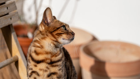 A poised Bengal cat surveys its sunlit domain, blurred background, embodying natural elegance and...
