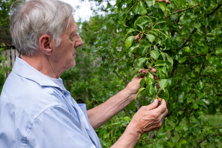 Gentleman analyzes pear leaves and fruits, seeking signs of health, suitable for organic farming...