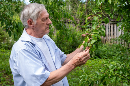 Silver haired man studies pear trees young fruits, his focused gaze reflecting a passion for...