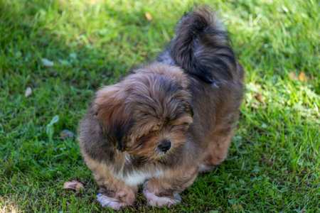 Fluffy brown puppy lies on green grass, looking relaxed. Ideal for themes of animal care,...