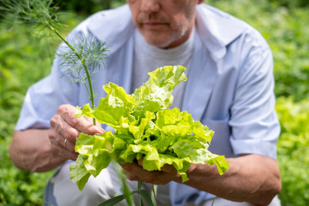 An attentive senior man inspecting a lush lettuce head in his garden, embodying the essence of sustainable living and personal well being. High quality photoの写真素材