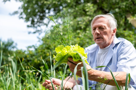 In the lush tranquility of his garden, a mature man examines homegrown lettuce and dill, a testament to his dedication to organic living. High quality photoの写真素材