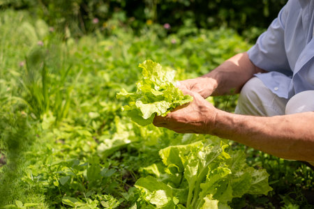 Mature man carefully harvesting lettuce in a vibrant home garden, a serene expression reflecting a connection with the earth. High quality photoの写真素材