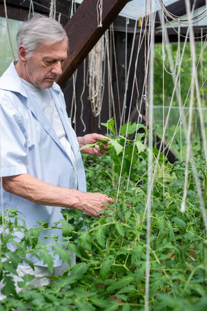 Senior man carefully supporting tomato vines in his lush garden, embodying dedication to urban gardening. High quality photoの写真素材
