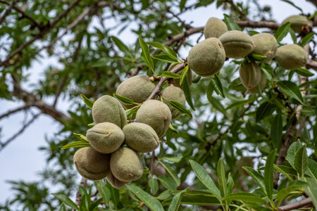 A bountiful branch of almond fruits with fuzzy exteriors nestled among green leaves, in a natural...