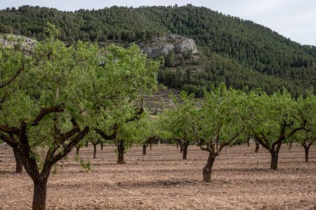 Row of almond trees in a cultivated field with a mountainous backdrop under an overcast sky, evoking a serene rural setting. High quality photoの写真素材