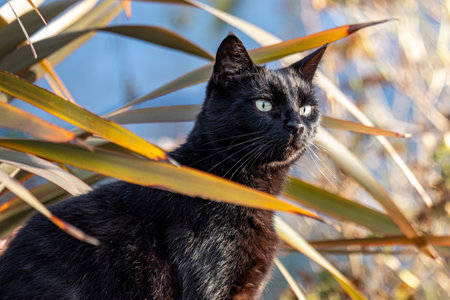 A sleek black cat peers out from an exotic plant setting, a perfect image for mystique themed pet...